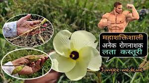 लताकस्तूरी