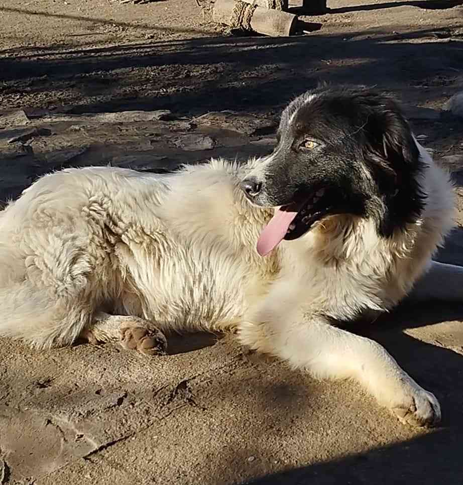 Gregory, the beautiful sheep dog