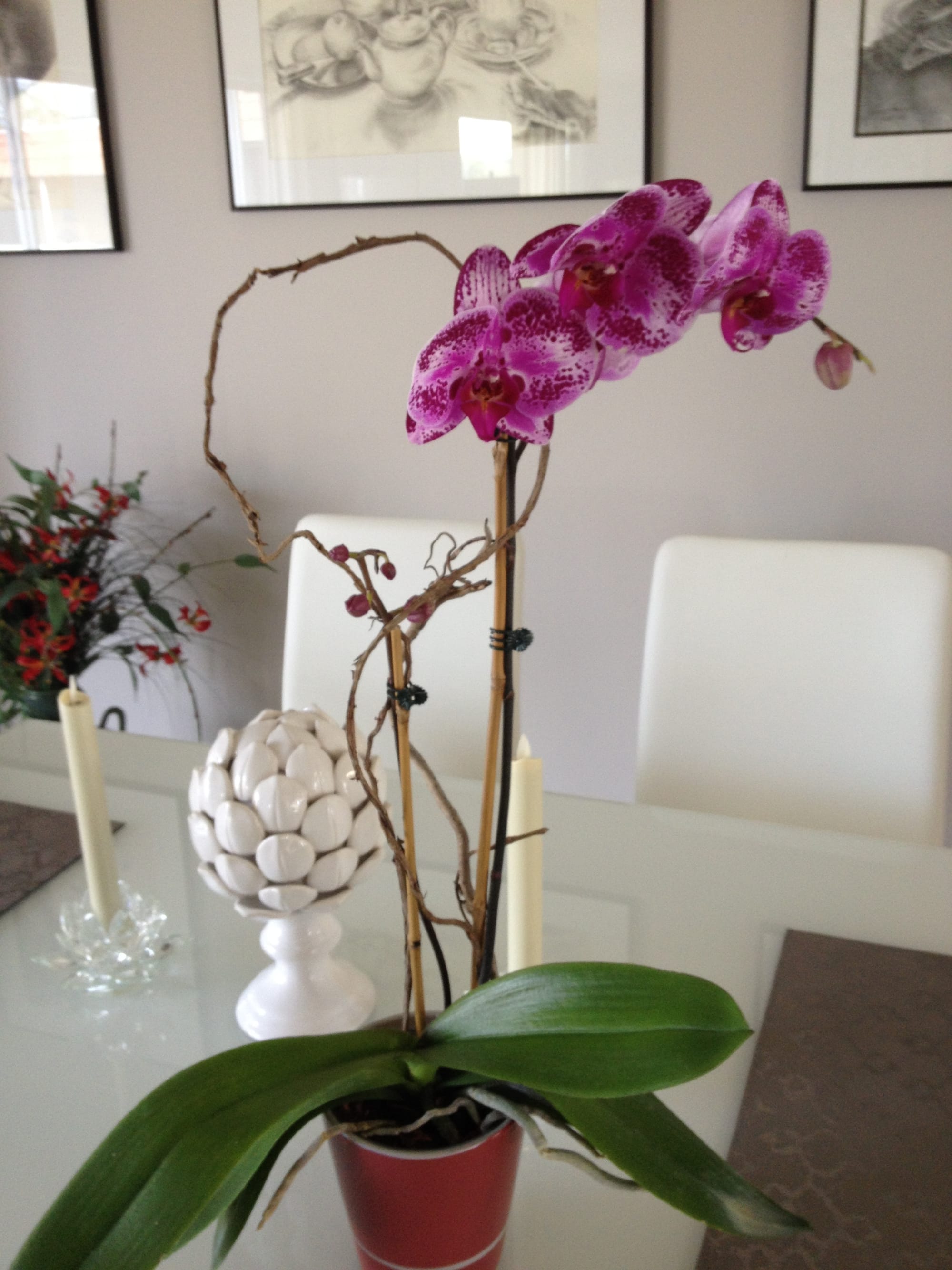 Orchid plant