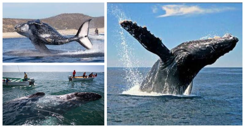 Whale Watching Arch Tour