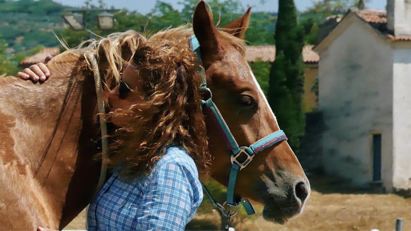 THE HEALING POWER OF HORSES