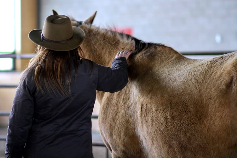 The Healing Power of Horses