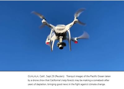 Algas en costa Oeste de Estados unidos se regenerarán