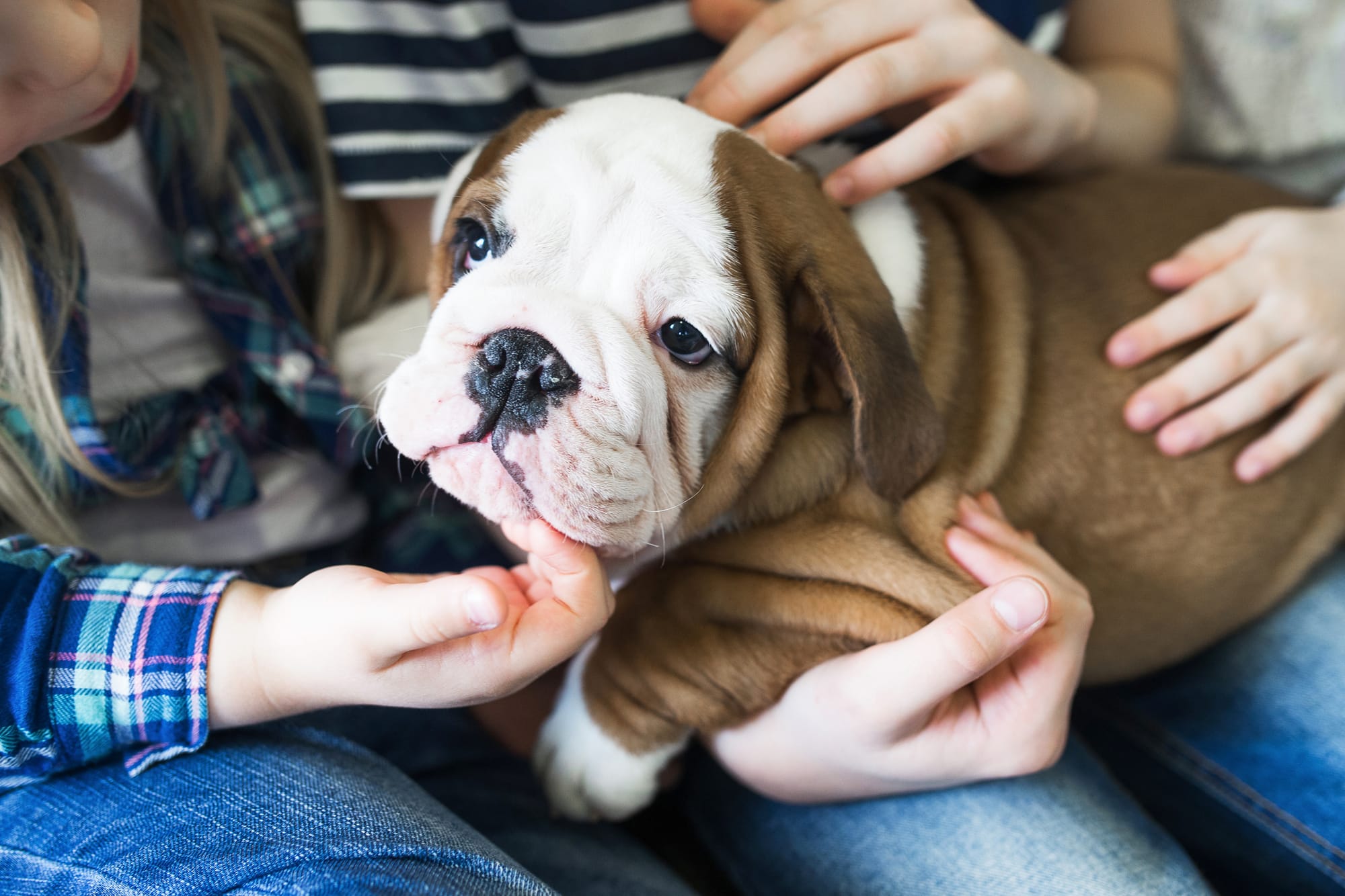 Bulldogs and Children