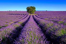 NOS PARTENAIRES REGIONAUX  image