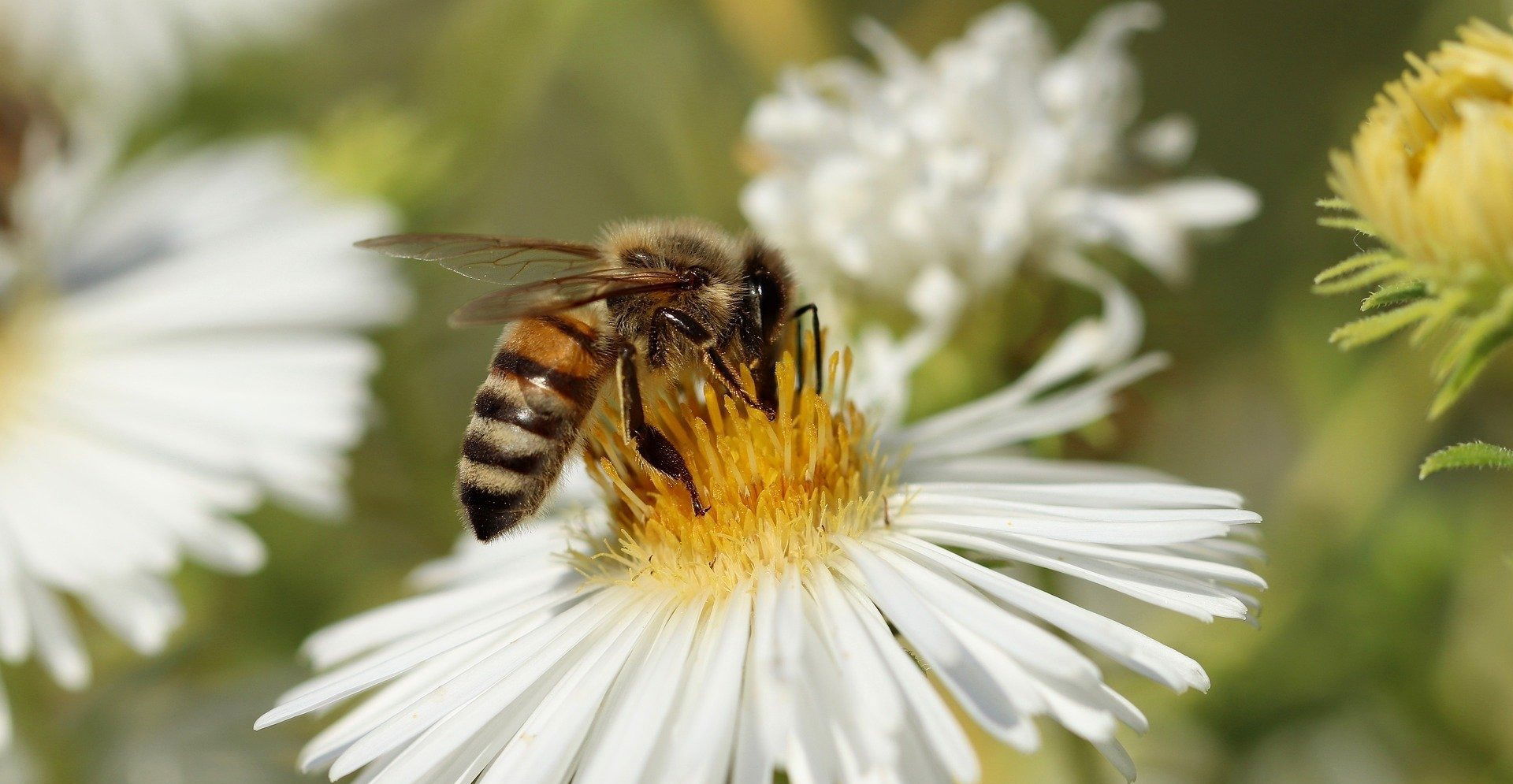 IL POTENZIALE MELLIFERO DELLE PIANTE PIU' DIFFUSE