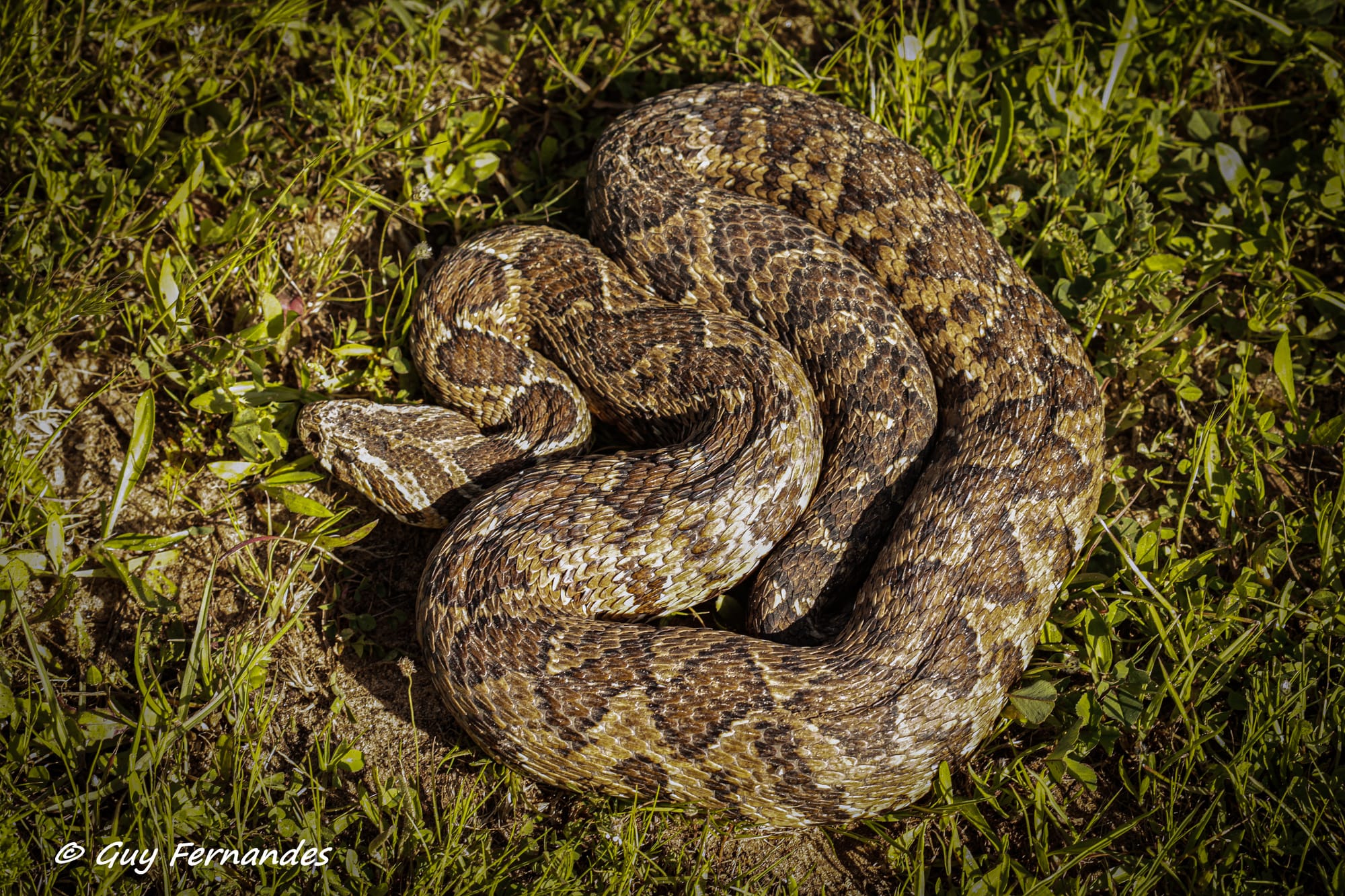 צפע ארץ ישראלי שם מדעי: Daboia palaestinae