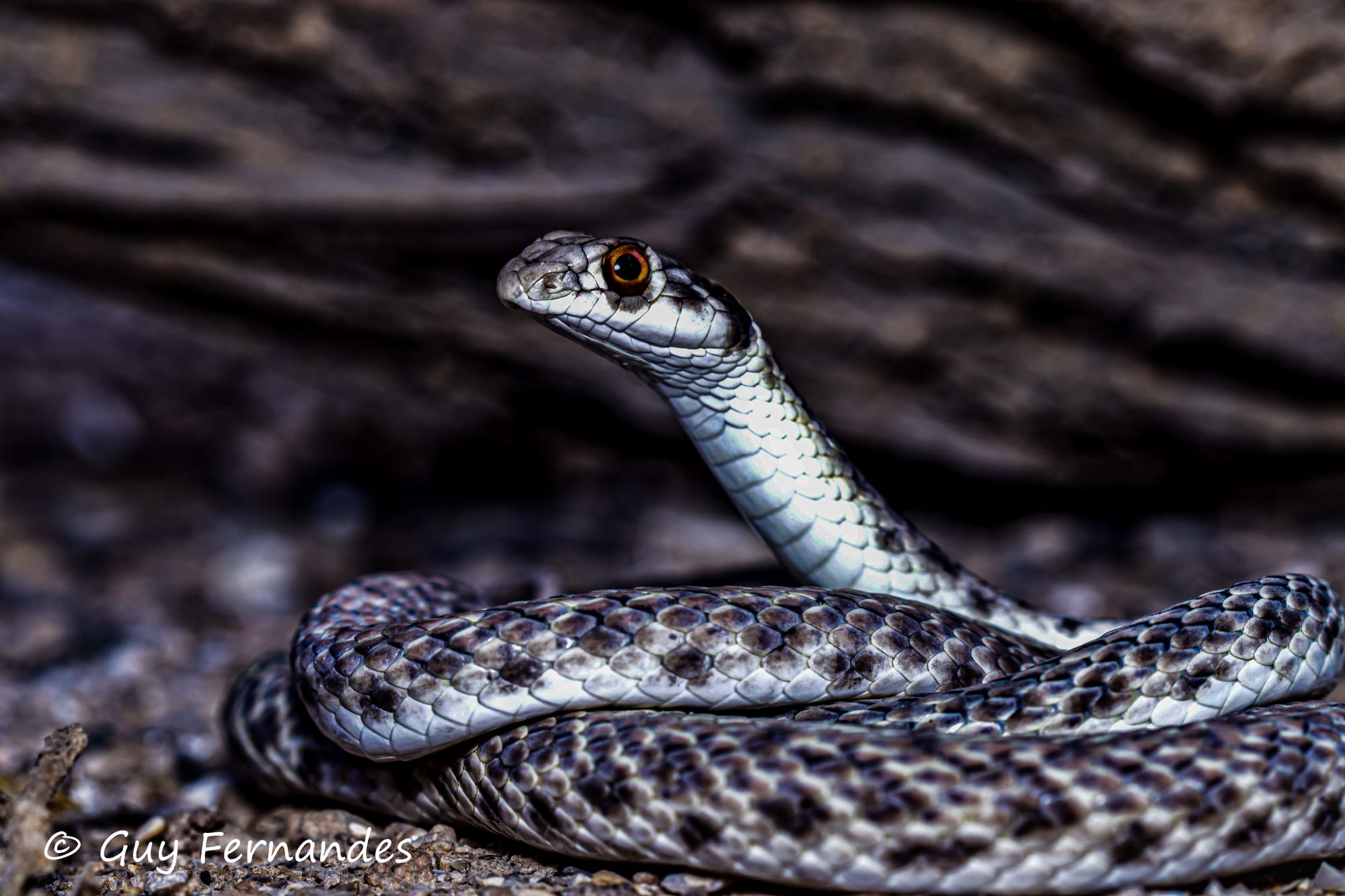 תלום קשקשים מדברי -שם מדעי : Rhagerhis moilensis