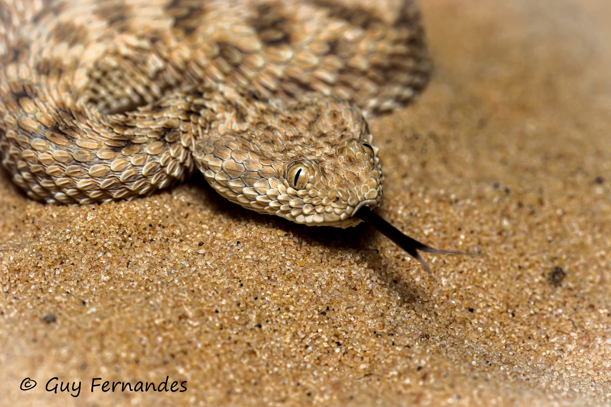 עכן קטן - שם מדעי: Cerastes vipera