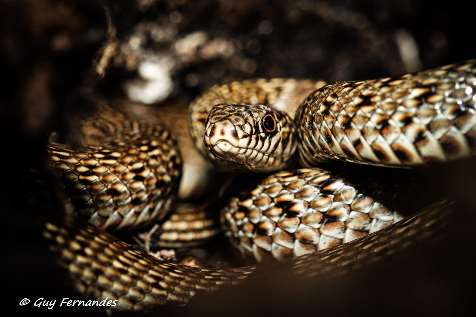 זעמן שחור (צעיר) -שם מדעי: Dolichophis jugularis