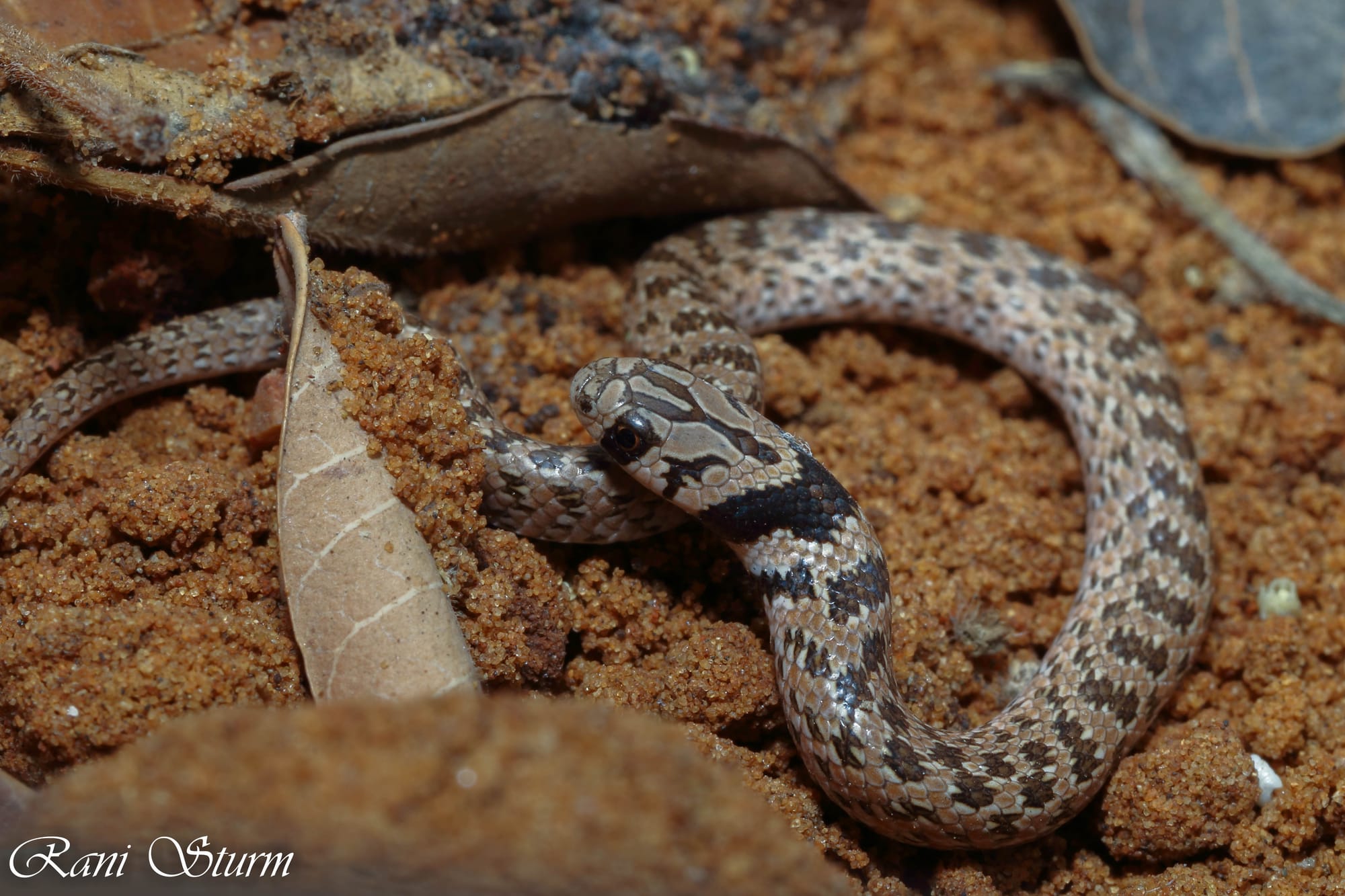 שלוון כתמים - Eirenis lineomaculatus