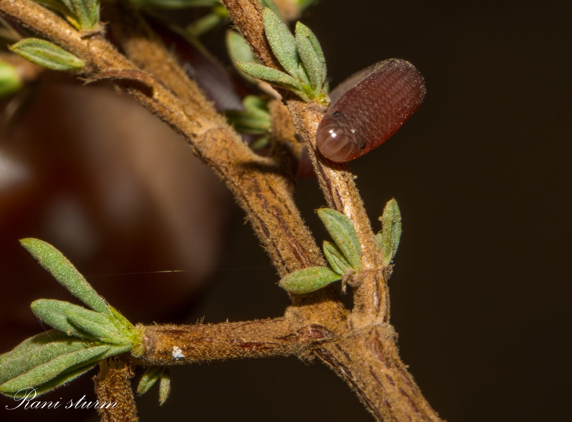 נחשיל מצוי - Typhlops vermicularis