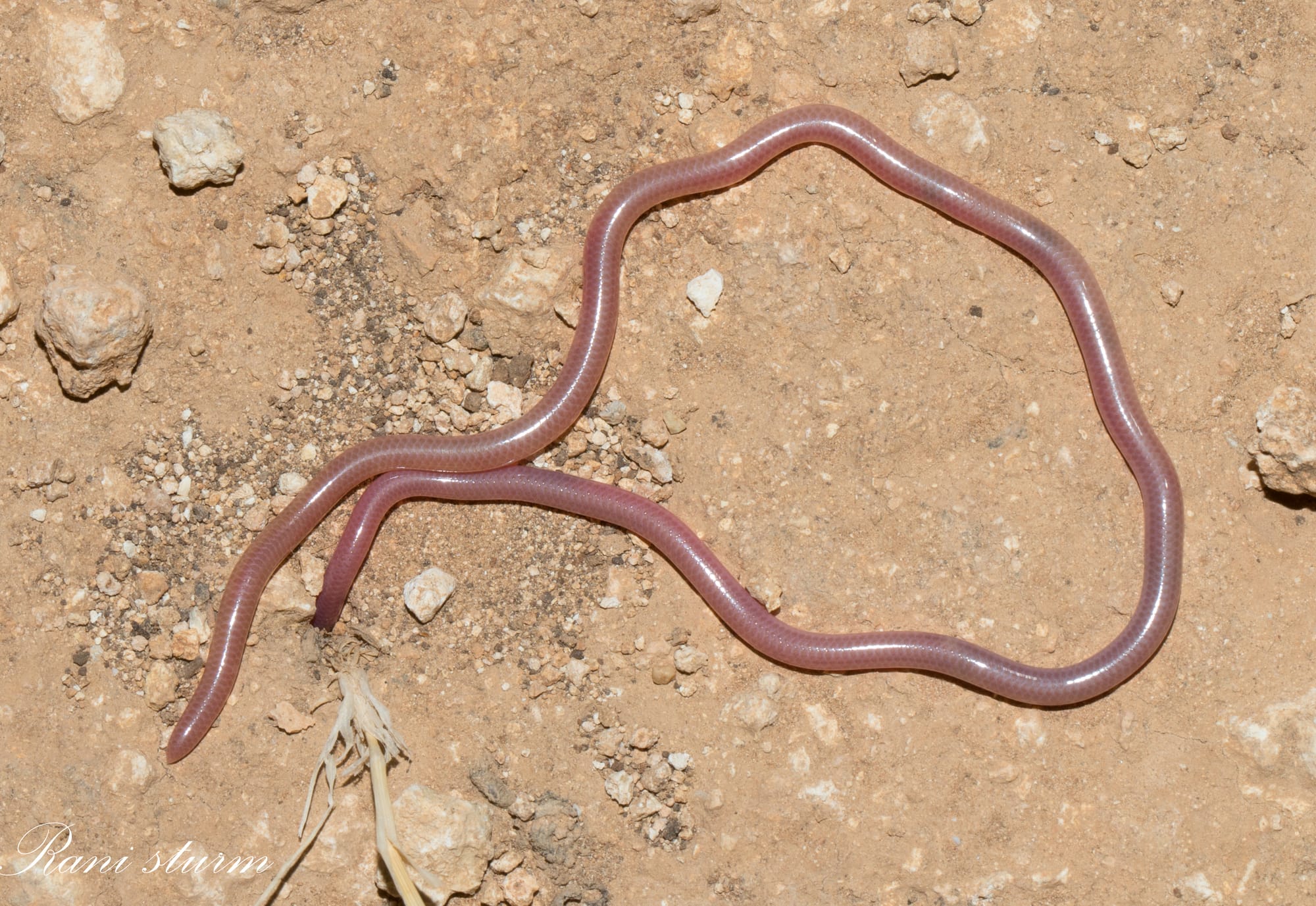 נימון דק - Leptotyphlops macrorhynchus