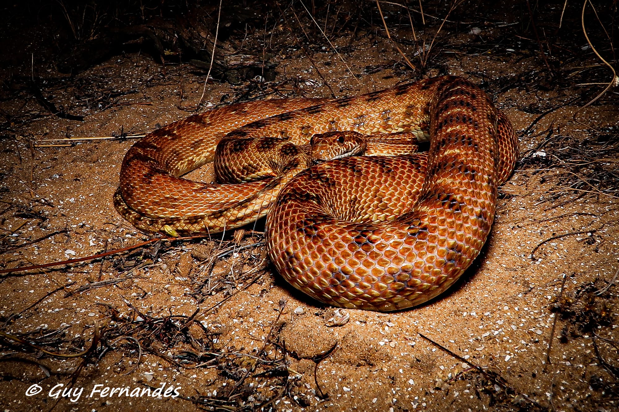 מטבעון מדברי - Spalerosophis diadema