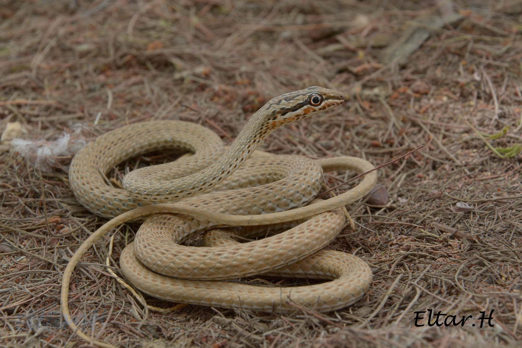 ארבע-קו מצרי-  Psammophis aegyptius