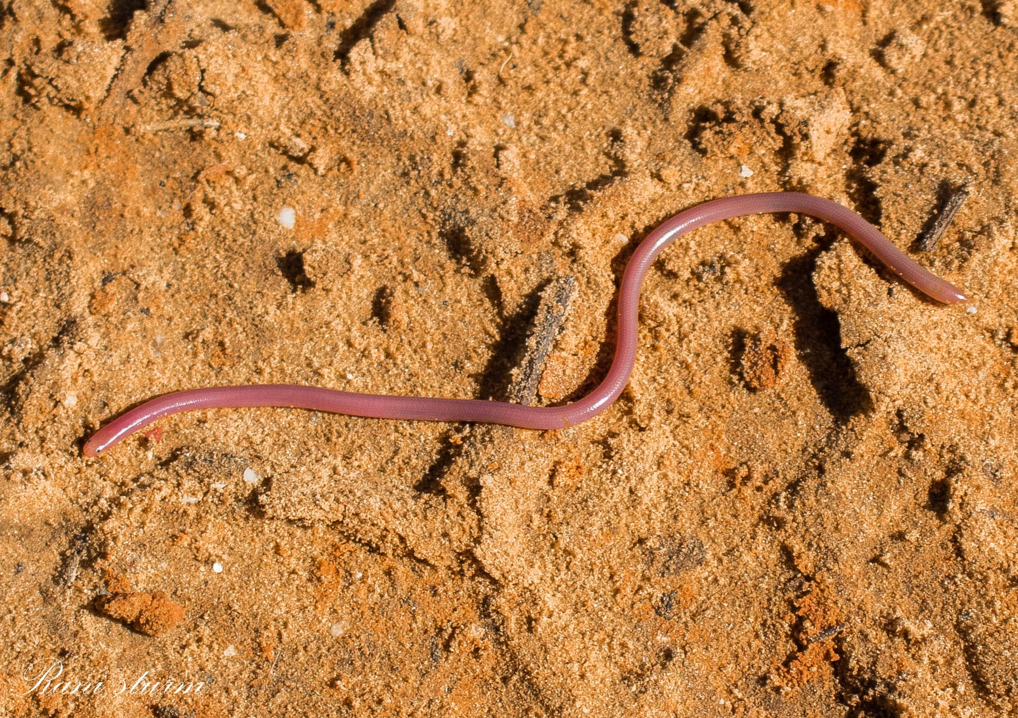 נחשיל מצוי - Typhlops vermicularis