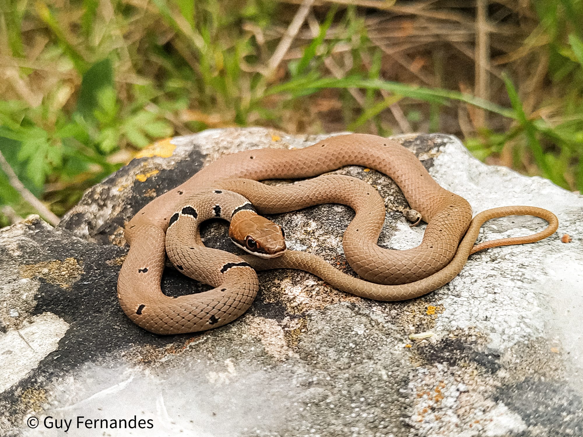 זעמן זיתני - Platyceps collaris