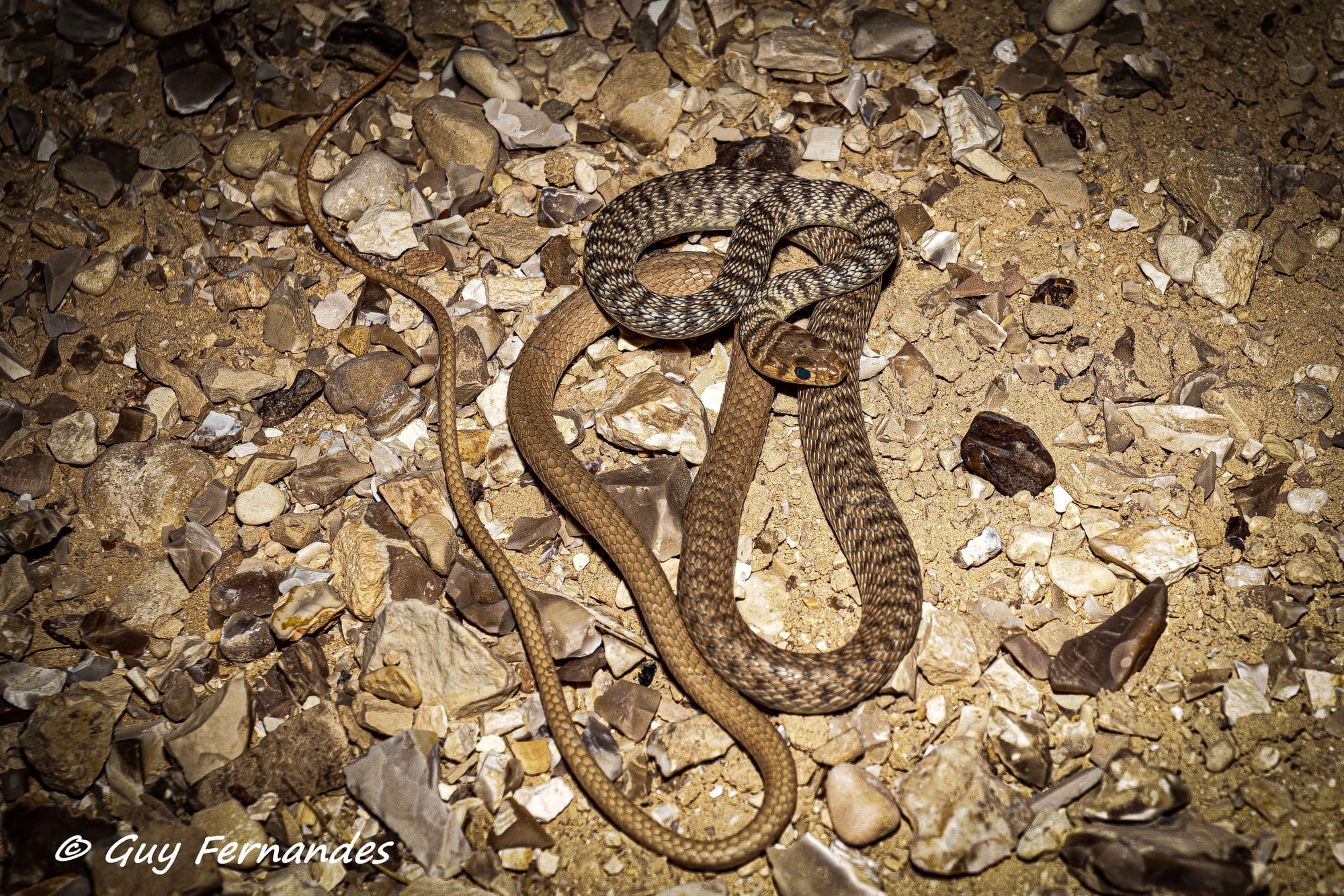 זעמן דק - platyceps tessellata