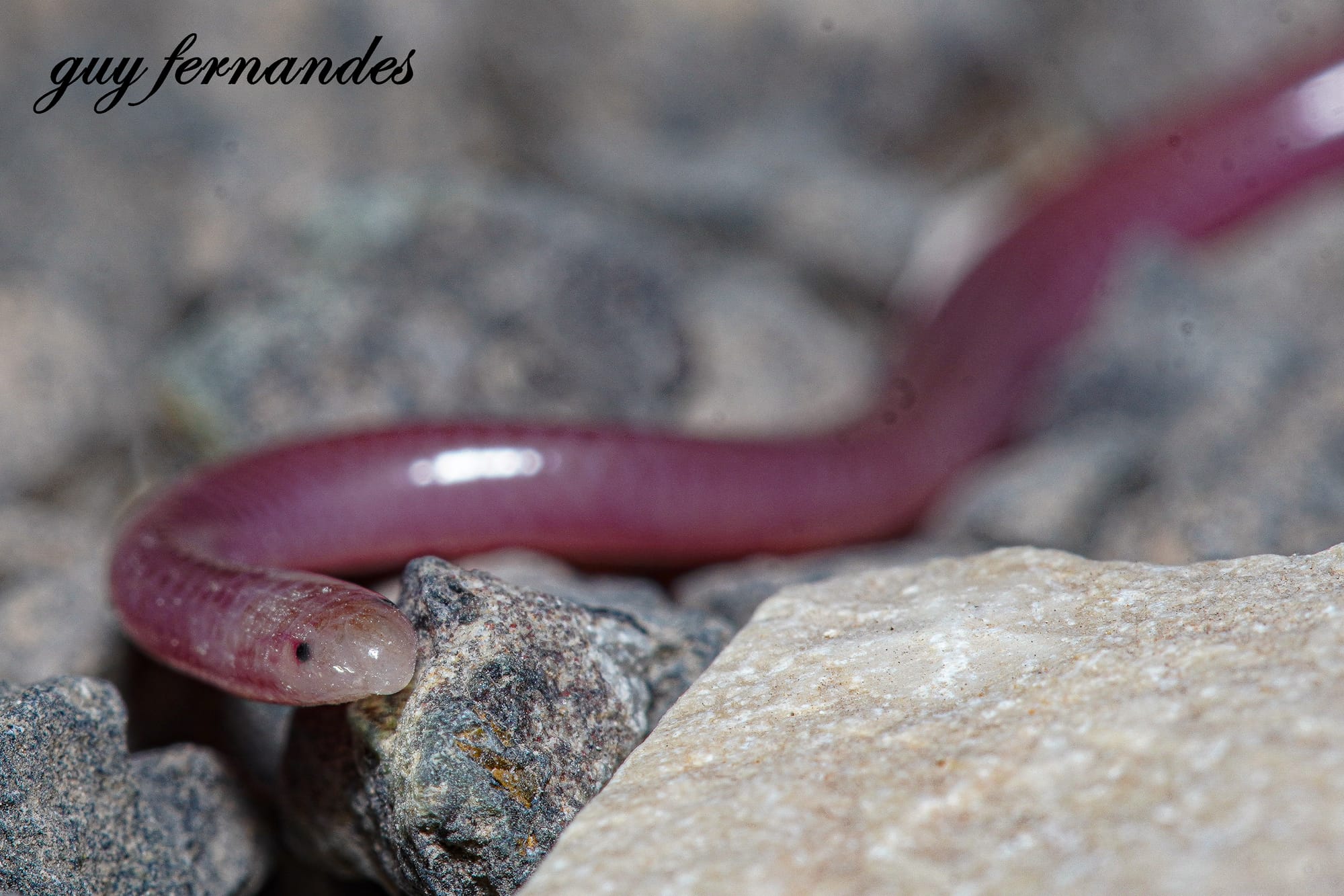 נימון דק - Myriopholis macrorhyncha