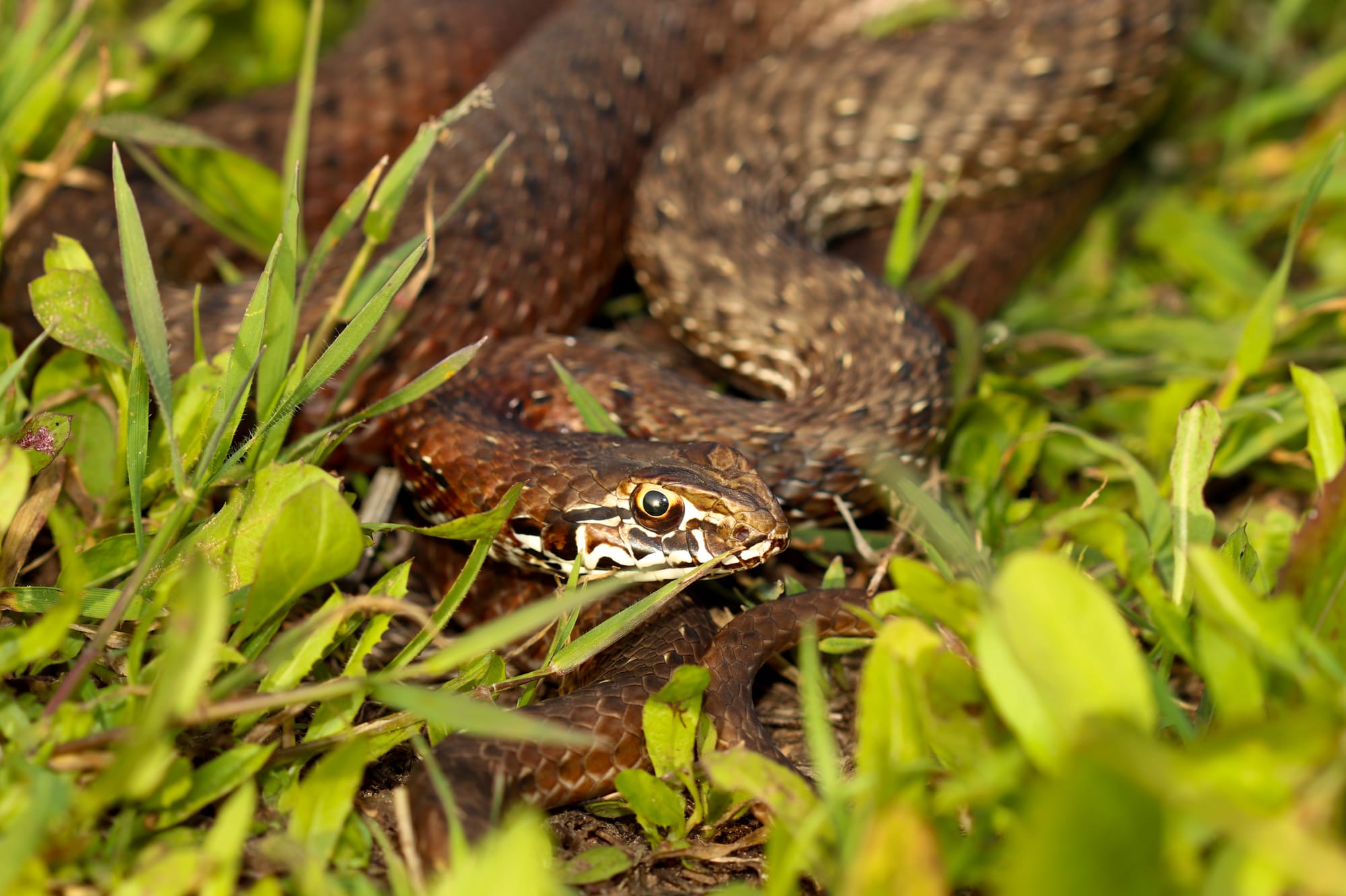 SNAKES IN THE AREA OF THE CITY OF SAFED USEFUL INFORMATION