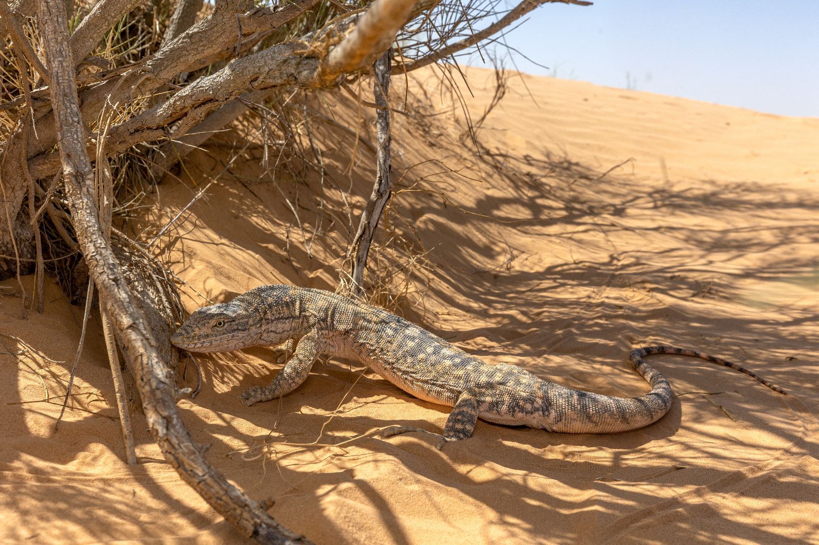 כח אפור - Varanus griseus