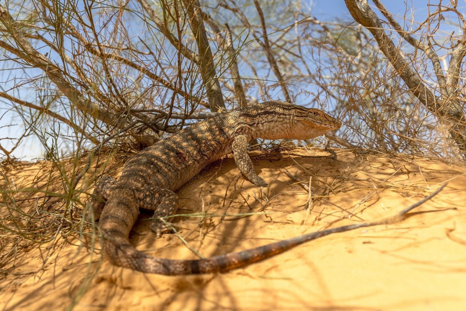 כח אפור - VARANUS GRISEUS