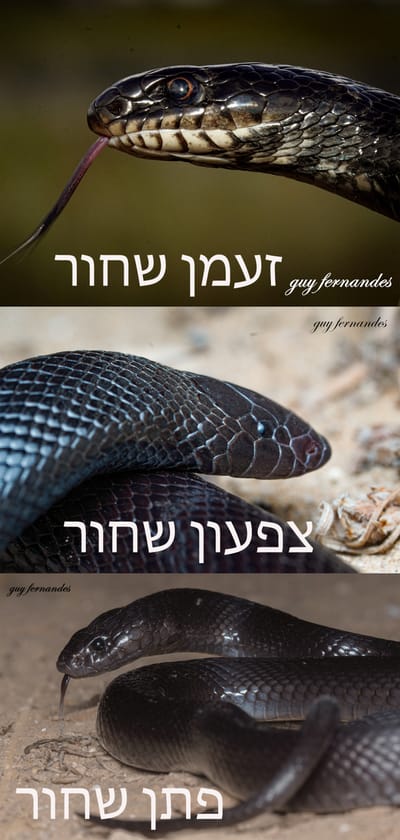 לוכד נחשים - שלושת השחורים -זעמן שחור , צפעון שחור , פתן שחור.