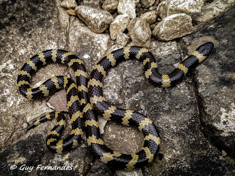 מחרוזן הטבעות / מחרוזן מגוון - Micrelaps muelleri