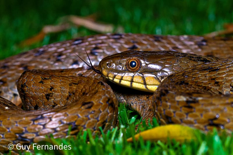נחש מים משובץ - Natrix tessellata