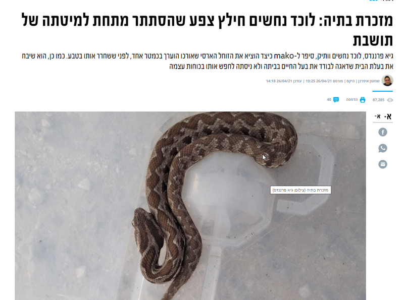 לוכד נחשים במזכרת בתיה \ גיא פרננדס \לישון עם צפע במיטה.