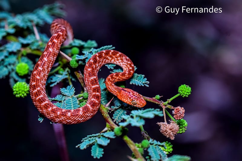 לוכד נחשים באזור השפלה/גיא פרננדס לוכד נחשים/                052-8328488 שירות מתן זיהוי נחשים בחינם !! השירות בתוקף עד סוף 2022