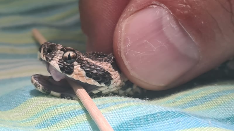 לוכד נחשים בחולון/גיא פרננדס לוכד נחשים/ נחש צפע שנדרס   שעבר טיפול מרגע הפציעה והפינוי ועד לשחרור בחזרה אל הטבע