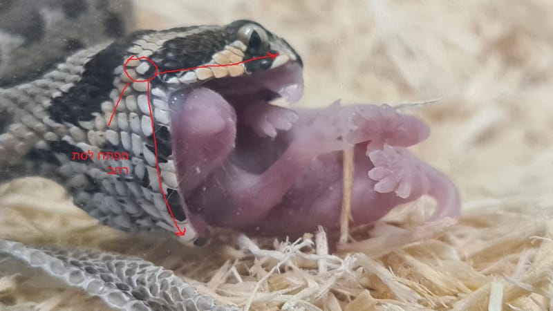 לוכד נחשים בנס ציונה/גיא פרננדס /0528-328488  מבנה הלסת אצל נחשים - איך יכול נחש לבלוע טרף הגדול פי כמה מגודלו ?.