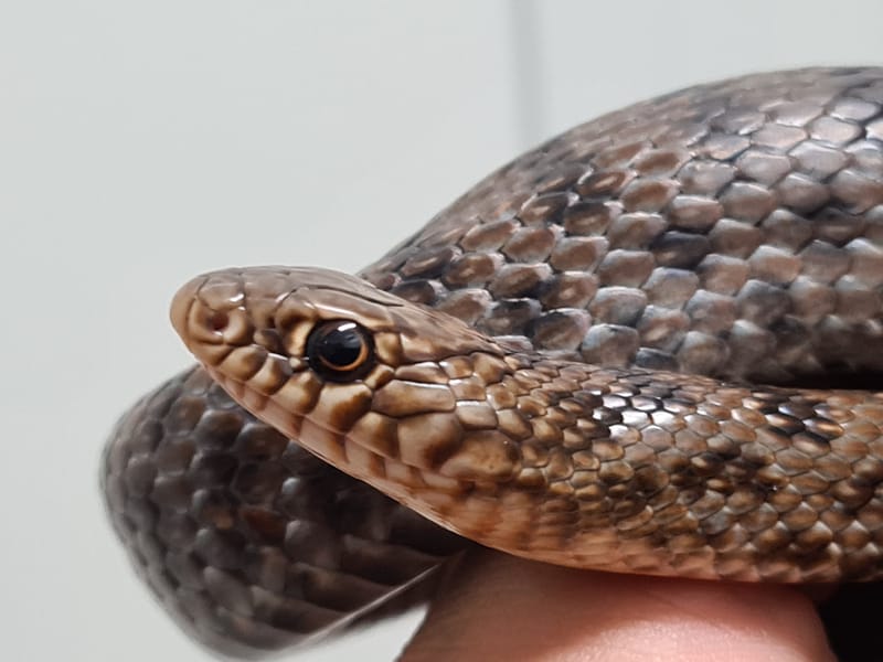 לוכד נחשים ברמלה / גיא פרננדס / 052-8328488 זמין בכל מצב גם כשטילים עפים , סיפור על לכידה בזמן אזעקות.