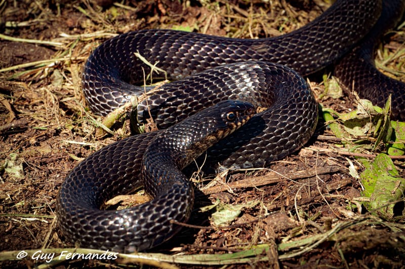 לוכד נחשים בבית דגן / גיא פרננדס /052-8328488  לכידת זעמן שחור של 2 מטר בגן ילדים.