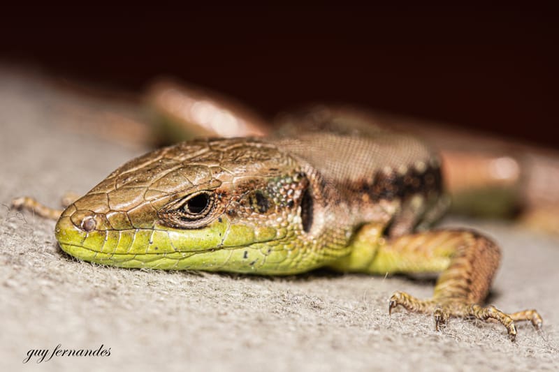 לוכד נחשים בבאר יעקב / גיא פרננדס / 052-8328488 סיפור על לטאה זריזה שחולצה מפה של חתול / זעמן שחור שחולץ מציפורני חתול