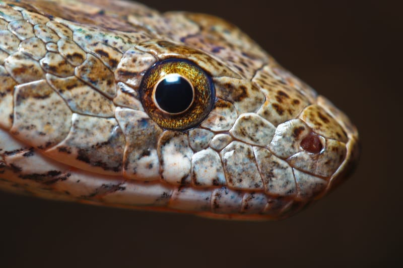 לוכד נחשים במזכרת בתיה / גיא פרננדס / 052-8328488  לטאה זריזה שחולצה מפה של חתול  חלק 2  המשך טיפול.