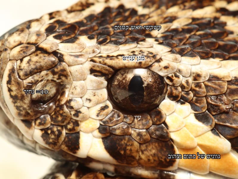 לוכד נחשים בגן שורק/מועצה מקומית גן רווה / גיא פרננדס/     052-8328488 לכידת נחש צפע בחצר בית בישוב גן שורק