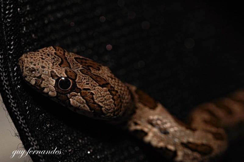 לוכד נחשים -באזור-  052-8328488 לכידת זעמן מטבעות בבית כנסת.