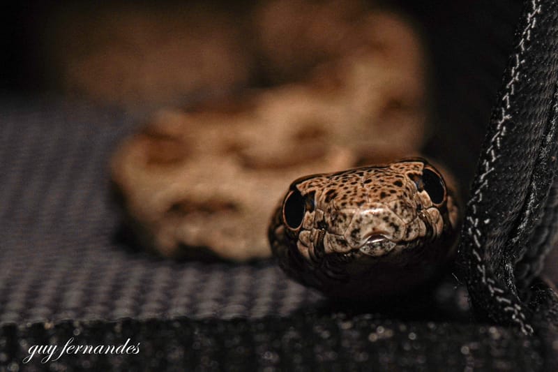 לוכד נחשים בראשון לציון/גיא פרננדס /  052-8328488 / איך הנחשים מסתגלים לחיים בעיר? מי יותר ומי פחות.