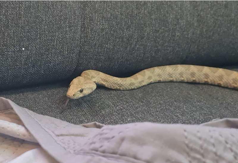 לוכד נחשים ברחובות/לוכד נחשים גיא פרננדס                       052-8328488/לכידת זעמן מטבעות גדול בסלון בית.