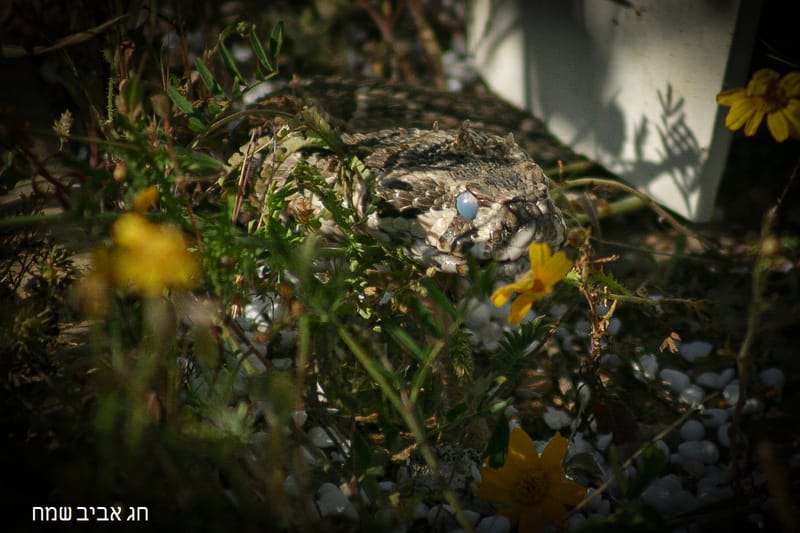 לוכד נחשים במודיעין/לוכד נחשים גיא פרננדס/לכידת נחש צפע ברכב