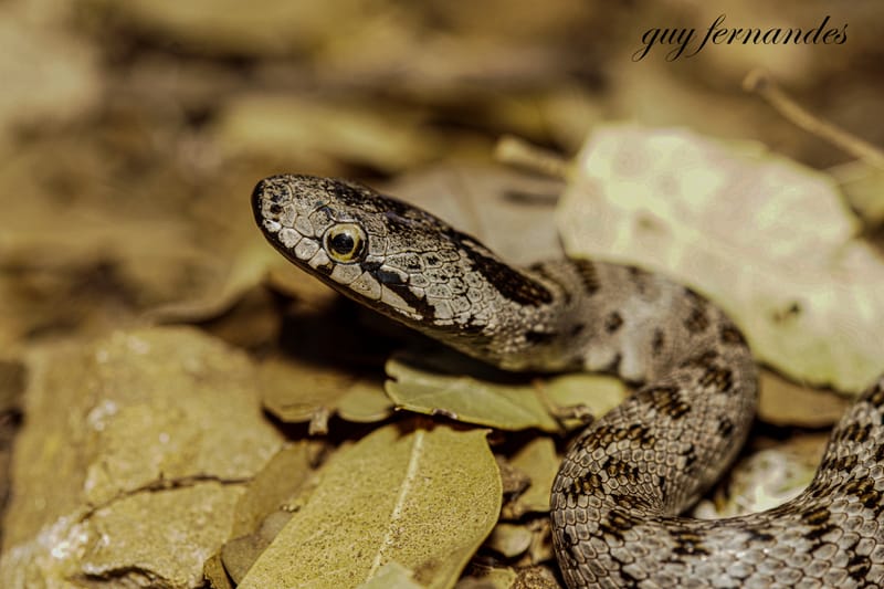 כרכן חלק - Zamenis hohenackeri