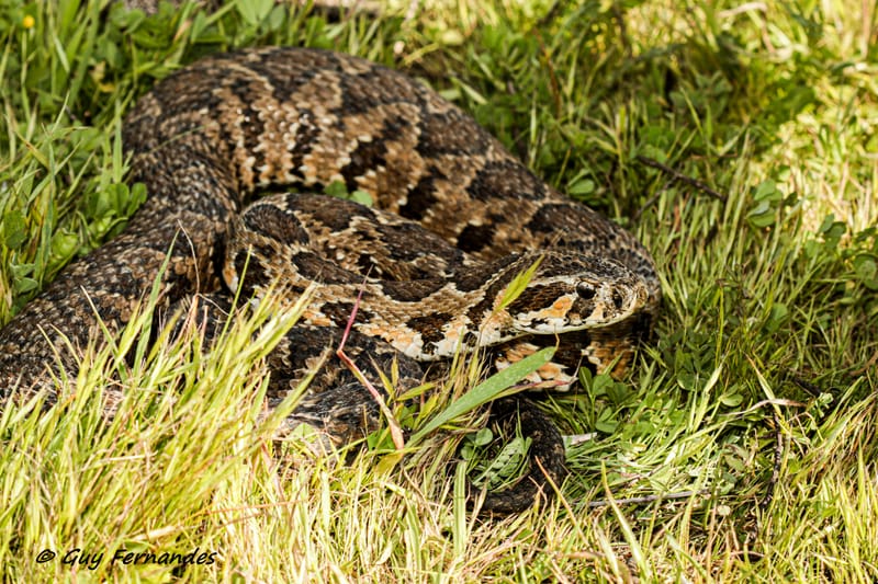 זעמן מטבעות וצפע - קווי דמיון ושוני / לוכד נחשים גיא פרננדס 052-8328488