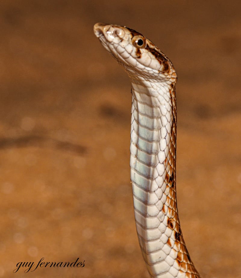 נחש חולות חרטומן - Lytorhynchus diadema