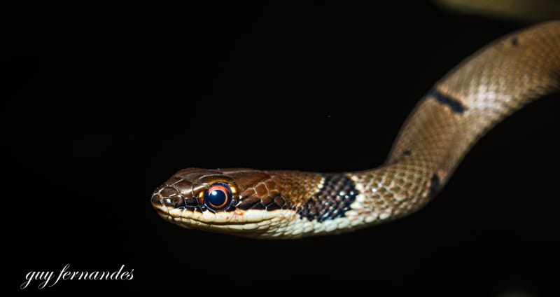 נחש בתוך מדיח הכלים בראשון לציון / לוכד נחשים גיא פרננדס 052-8328488