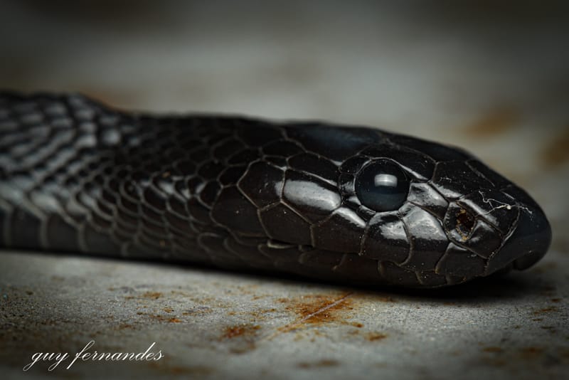 נחש במכונת כביסה / לוכד נחשים בתל אביב