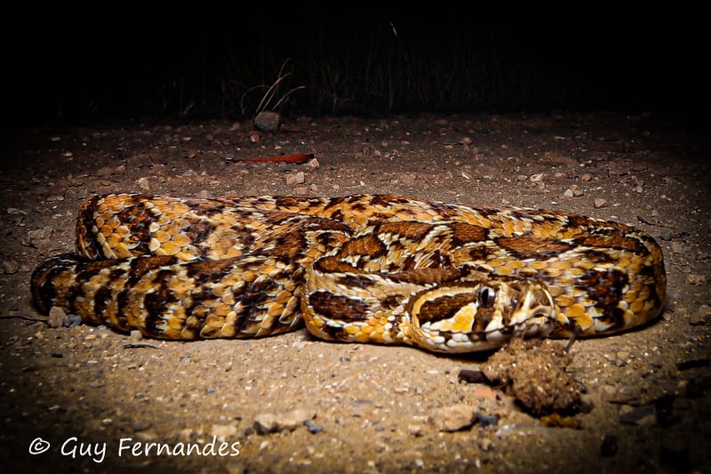 צפע במנוע באמצע ינואר 2023 /לוכד נחשים ביבנה גיא פרננדס                     052-8328488