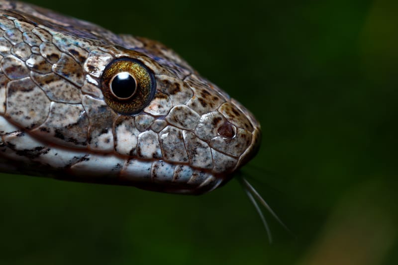 לוכד נחשים בישוב אזור 2024