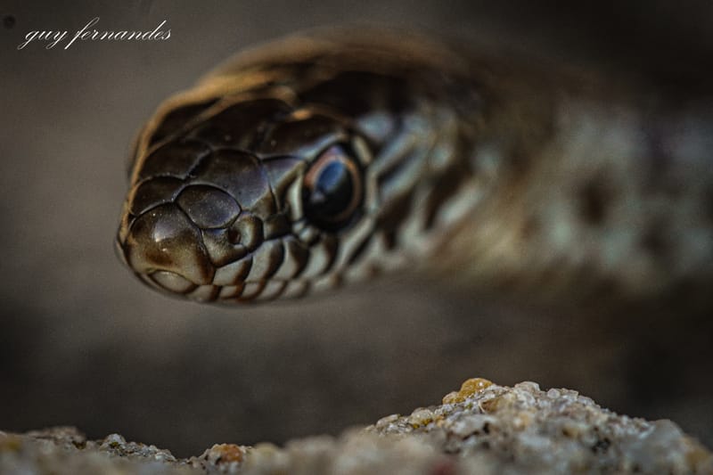 נחשים בשירות האדם/לוכד נחשים גיא פרננדס